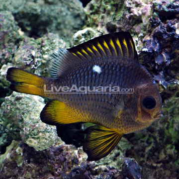 Golden Domino Damselfish 