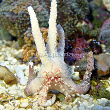 Staghorn Hermit Crab EXPERT ONLY