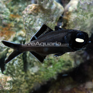 Flashlight Fish