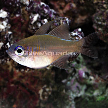 Longspine Cardinalfish, Captive-Bred