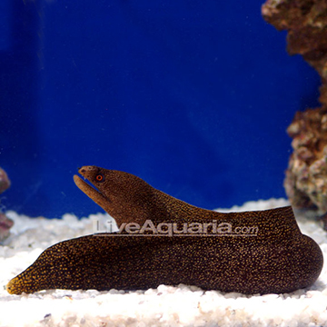 Fire Coral Eel