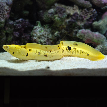 Golden Banana Moray Eel