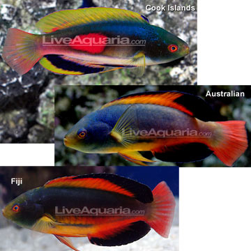 Scott's Fairy Wrasse