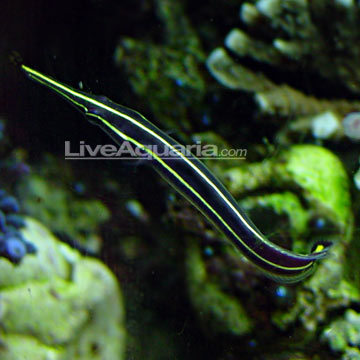 Yellow Stripe Clingfish