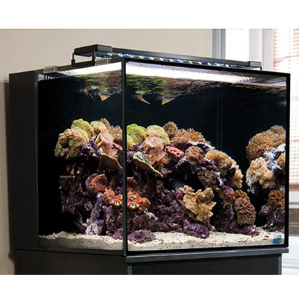 nuvo fusion aquarium best