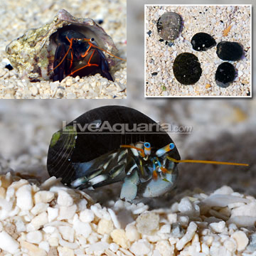 Dwarf Zebra/Orange & Black Hermit (Build Your Own Kit) - 5 Pack