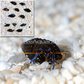 Dwarf Blue Leg Hermit (Build Your Own Kit) 12 Pack - Tiny