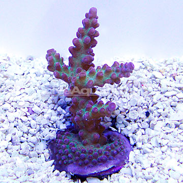 ORA® Aquacultured Micronesian Ant Insignis Coral