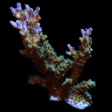 ORA&reg; Aquacultured Purple Nana Acropora Coral
