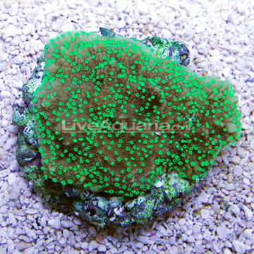 Supernatural Capricornis Coral - Aquacultured, ORA®