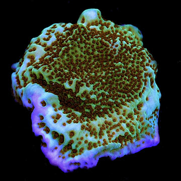 ORA&reg; Aquacultured Mind Trick Montipora Coral