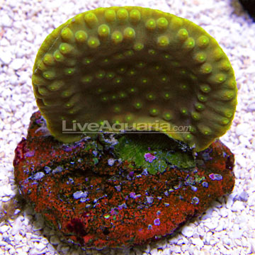 Scroll Coral, Aquacultured ORA®