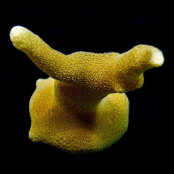 ORA&reg; Aquacultured Yellow Micronesian Porites Coral