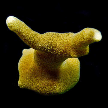 ORA® Aquacultured Yellow Micronesian Porites Coral