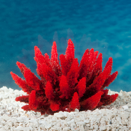 Aquatic Creations Red Acropora Aquarium Décor