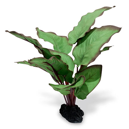 Azoo Real Plant Artificial Anubias