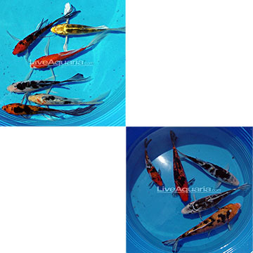 Domestic Koi Packs