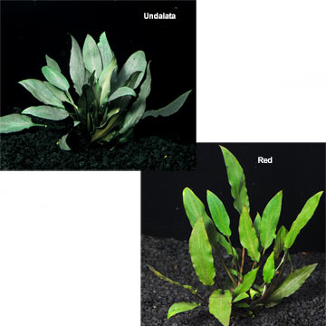 Cryptocoryne