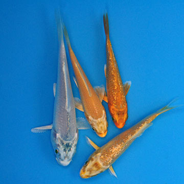 Assorted Ogon High Quality Koi Group