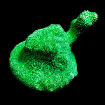 ORA&reg; Aquacultured Kelly Green Psammacora Coral