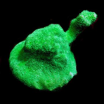 ORA® Aquacultured Kelly Green Psammacora Coral