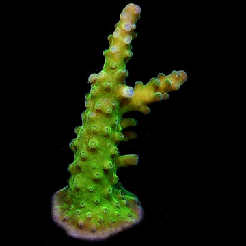 Yellowtip Green Acropora Coral, Aquacultured ORA®