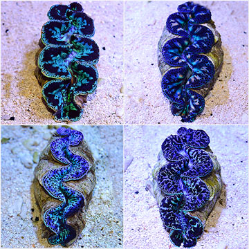 Maxima Clam Super Color, (Tahiti) 