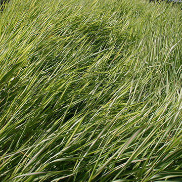 Ribbon Grass, Strawberries and Cream