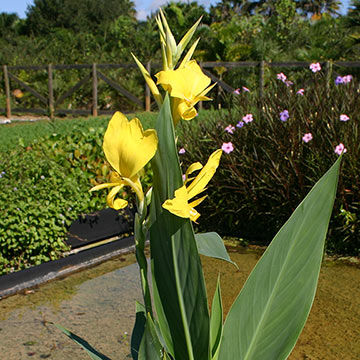 Yellow Longwood