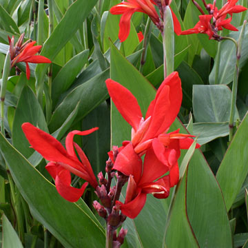 Red Endeavor Canna