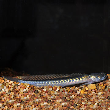 Prehistoric Dragon Goby