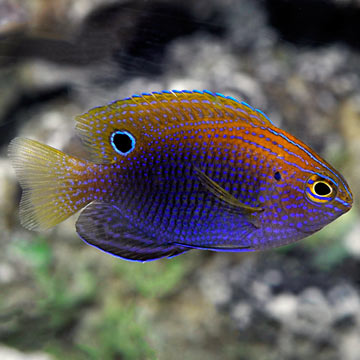 Ocellate Damselfish