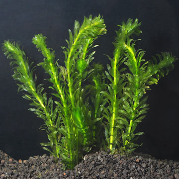 Anacharis