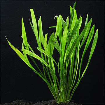 ChainSword - Narrow Leaf ChainSword - Narrow Leaf