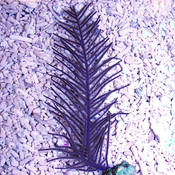 Purple Whip Gorgonian