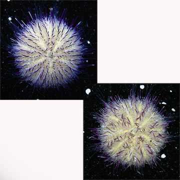 Purple Short Spine Pincushion Urchin