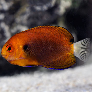 Fisher's Angelfish