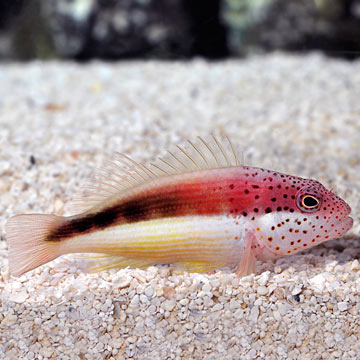 Freckled Hawkfish 