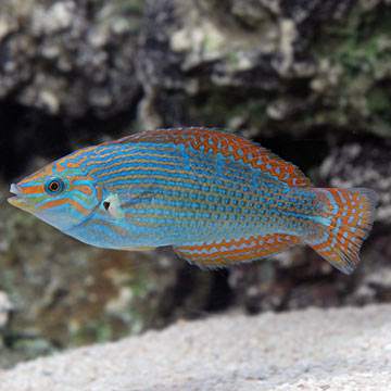 Vrolik's Wrasse, Male