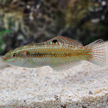 Pearly Wrasse