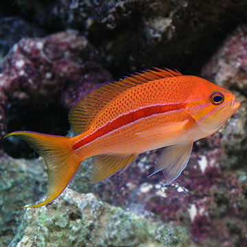 Red Striped Anthias