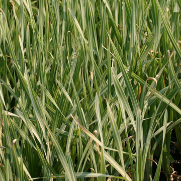 Variegated Cattail