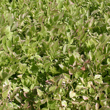 Variegated Water Celery