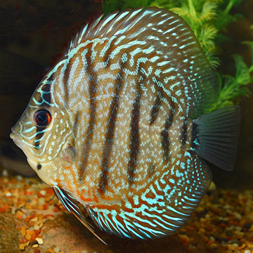 Checkerboard Discus