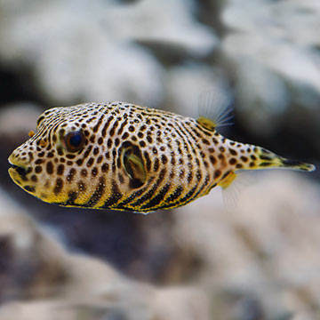 Starry Puffer