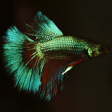 fish freshwater dragon www