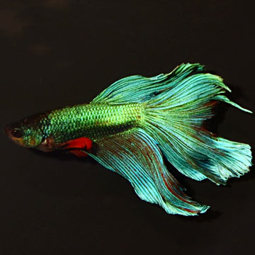 Halfmoon Butterfly Betta, Blue