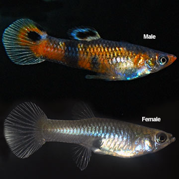 Scarlet Livebearer (Pair)