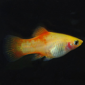 Pineapple Platy Group