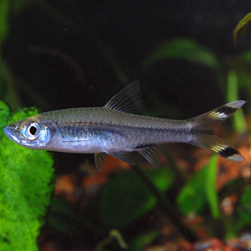 Scissortail Rasbora Group